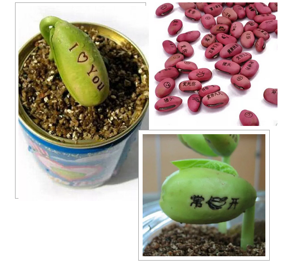 激光打標(biāo)魔豆，讓愿望如花兒般綻放